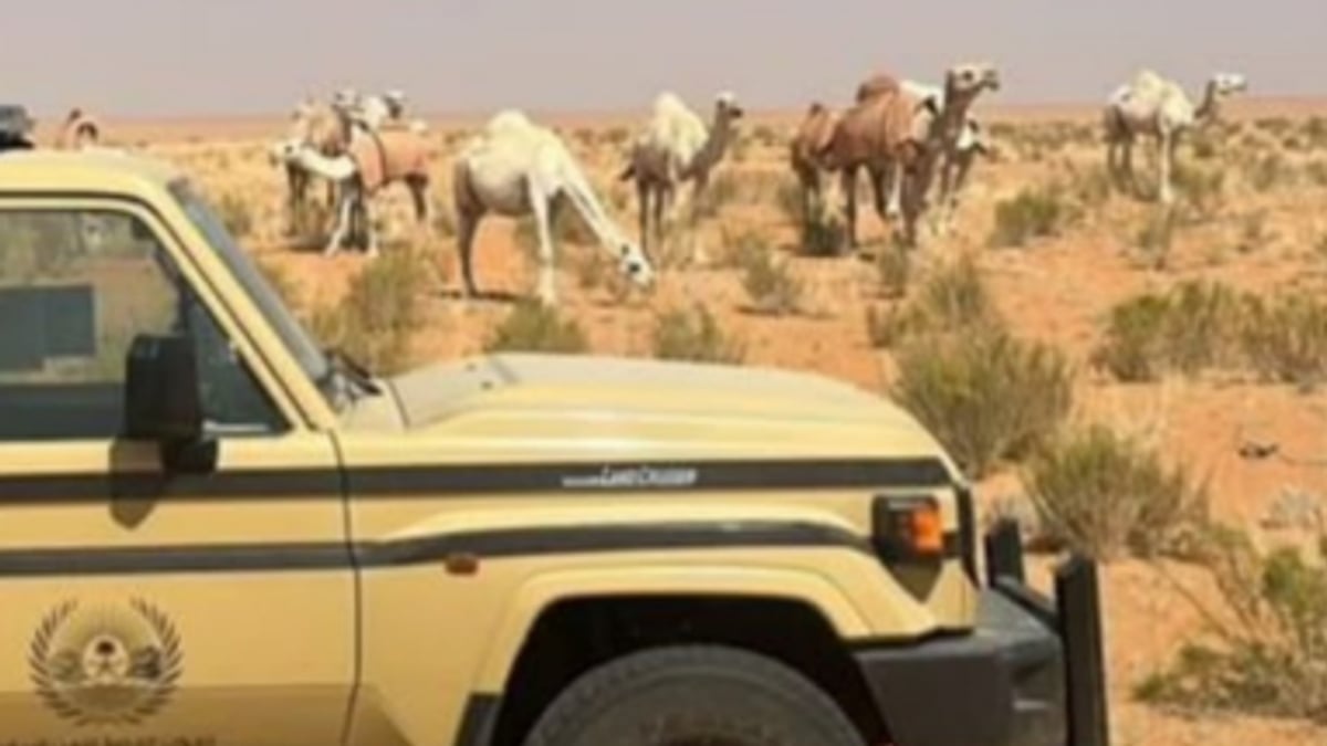 Citizen Arrested for Grazing 15 Camels Inside Imam Turki bin Abdullah Reserve