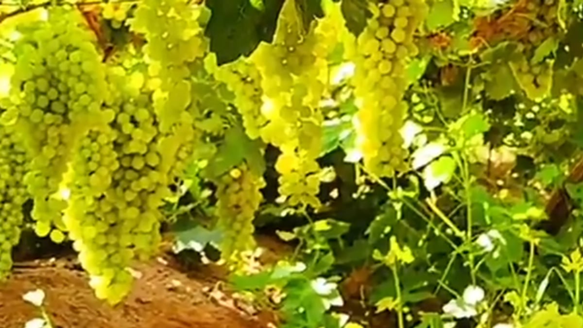 مواطن وأبناؤه يحققون إنتاج 250 ألف صندوق عنب سنوياً من 30 ألف شجرة في القصيم