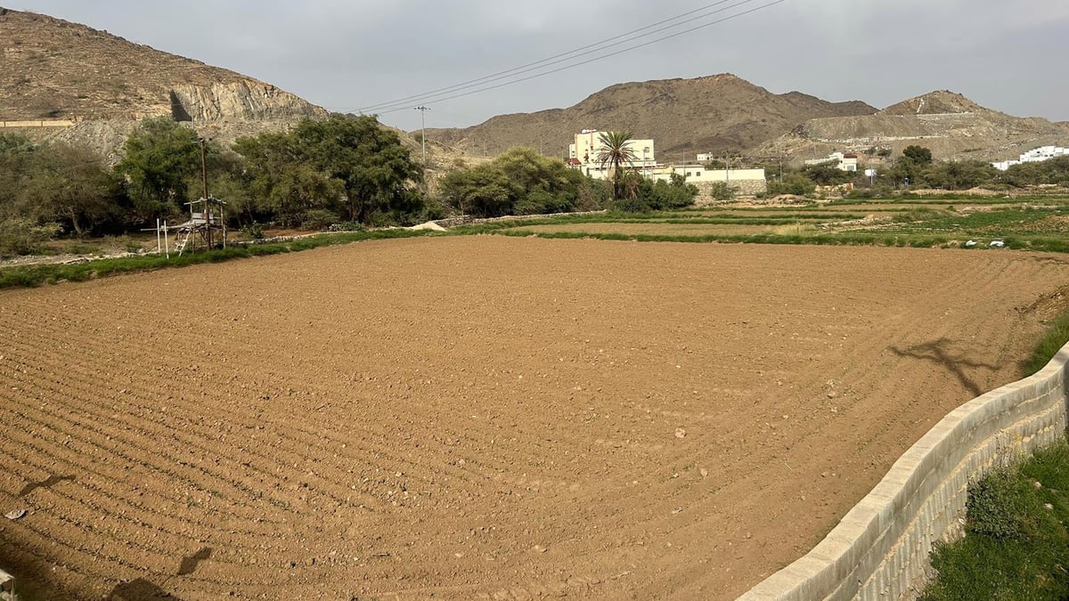دخول نجم علب في يوليو يبشّر بموسم الخريف والأمطار في عسير