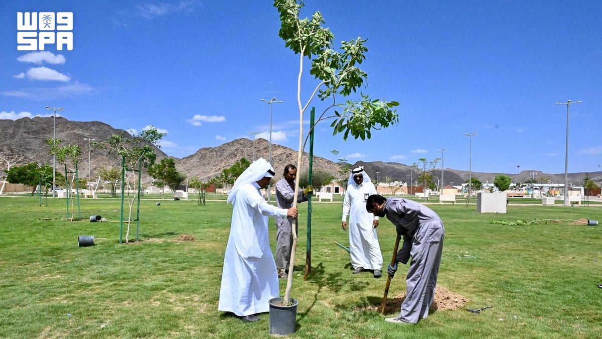 Tree Email Structure Najran plants 7,311 trees in Green Suburbs Project phase two — Ajel English