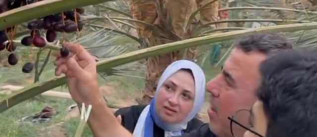 مزارع المدينة المنورة توفر تجربة قطف الرطب ضمن فعاليات موسم التمور