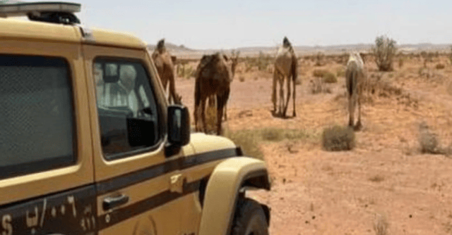 ضبط مواطن لارتكابه مخالفة رعي في محمية الملك عبدالعزيز الملكية