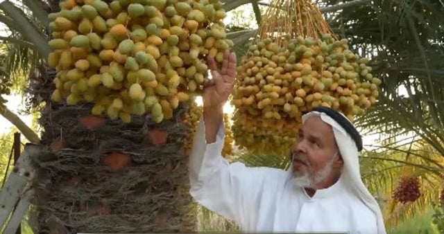مواطن يحتفظ بأكثر من 30 نوعًا من النخيل النادر في مزرعته بالقطيف