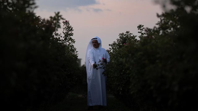 مزارع الورد في ميسان جنوب الطائف.. وجهة موسمية لعشاق الطبيعة والسياحة الريفية