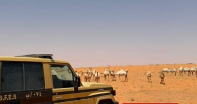 ضبط مواطن لرعيه 30 متنًا من الإبل في مواقع محظورة بمحمية الإمام تركي بن عبدالله
