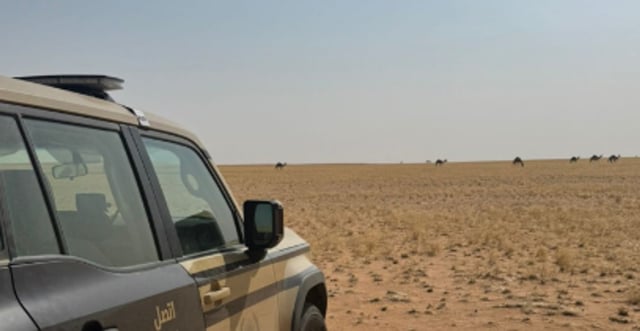 ضبط مواطن يرعى 20 متنًا من الإبل في موقع محظور بمحمية الملك عبدالعزيز