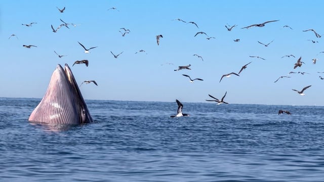 مشاهدات متكررة لحوت بريدي تعزز مكانة محمية جزر فرسان