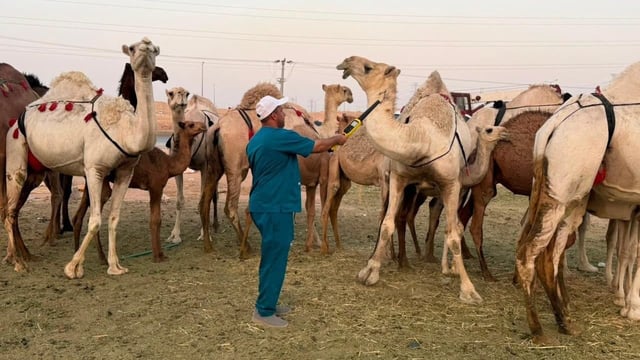 جولات ميدانية مكثفة لمكافحة بيع حليب الإبل العشوائي في الرياض