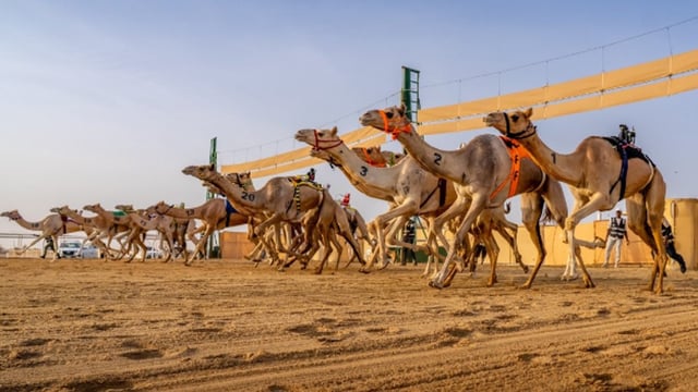 تتويج الفائزين بكأس «هامة طويق» للهجن