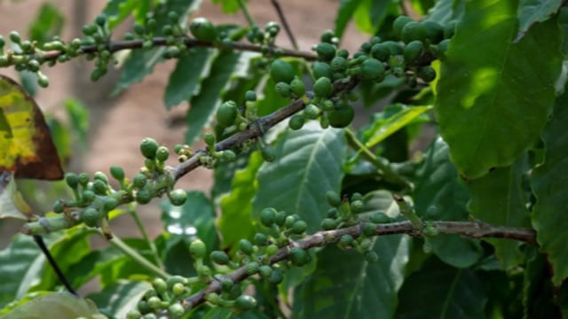 أشجار البُن بنجران تبدأ الإثمار وسط توسّع زراعي يصل إلى نحو 100 ألف شجرة