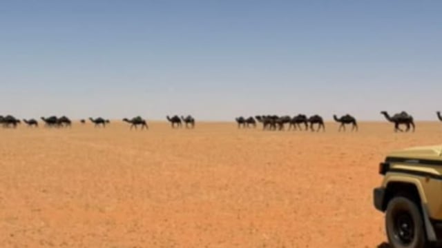 ضبط مواطن لارتكابه مخالفة رعي في محمية الإمام تركي بن عبدالله الملكية