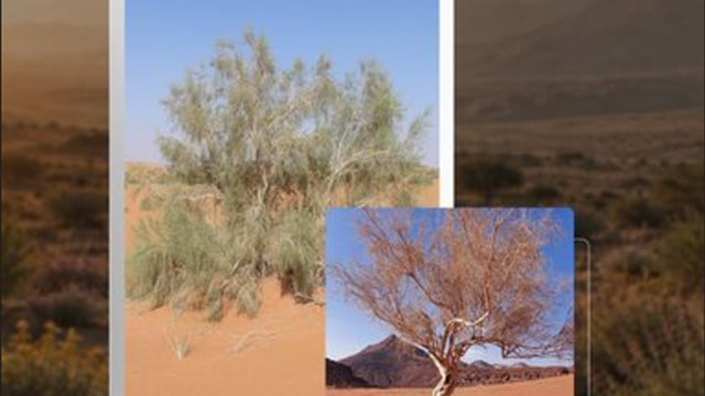 يصل ارتفاعه إلى 4 أمتار.. «الغضى» رمز النباتات البرية في محمية الملك سلمان