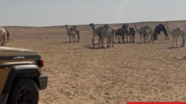 ضبط مواطن لارتكابه مخالفة رعي في محمية الملك عبدالعزيز الملكية