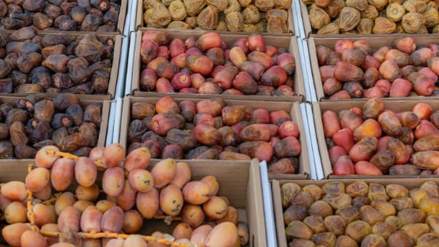 كرنفال بريدة يبرز ريادة القصيم بإنتاج نحو 50% من تمور المملكة