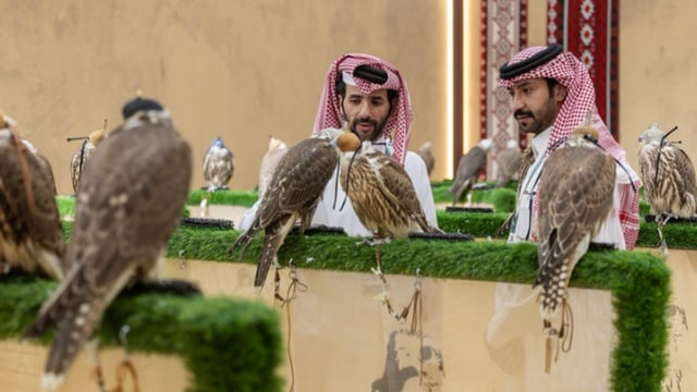 14 مزرعة جديدة تعزز الحضور العالمي في المزاد الدولي للصقور