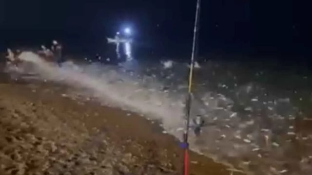 مشهد يثير الدهشة في الجزائر .. أسماك تندفع بأعداد كبيرة نحو شاطئ زرالدة (فيديو)