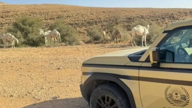 ضبط مواطن لارتكابه مخالفة الرعي في محمية الملك عبدالعزيز الملكية
