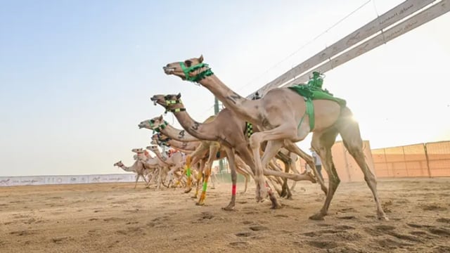 مهرجان ولي العهد للهجن في نسخته الثامنة يعلن برنامجه بجوائز تتجاوز 50 مليون ريال