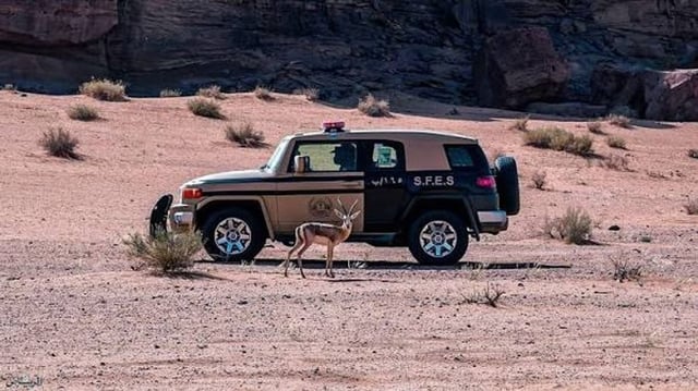 «الأمن البيئي» تضبط مواطنًا مخالفًا لنظام البيئة في محمية الإمام تركي بن عبدالله الملكية