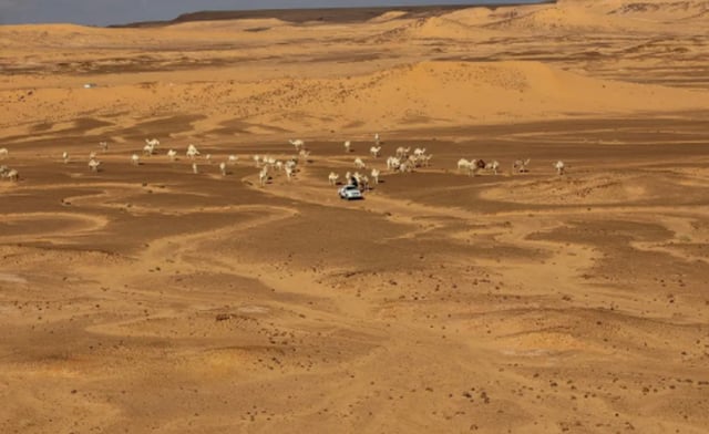 هيئة تطوير محمية الإمام تركي بن عبدالله الملكية تحذر من الرعي الجائر