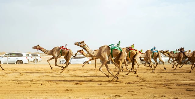 اليوم.. انطلاق كأس الاتحاد السعودي للهجن بالطائف