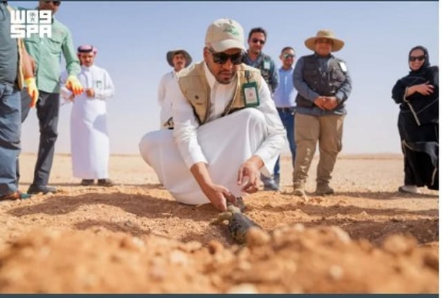 إطلاق أكثر من 140 ضبًّا في محمية الملك خالد الملكية