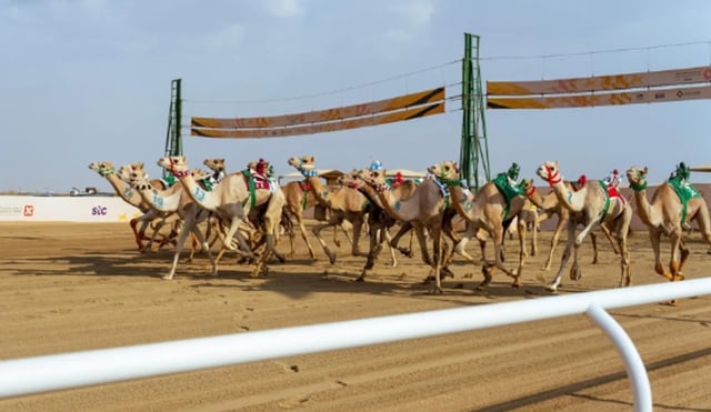 الهجن في مهرجان ولي العهد تتجاوز مسافة 14 ألف كيلومتر منذ انطلاق نسخته الأولى
