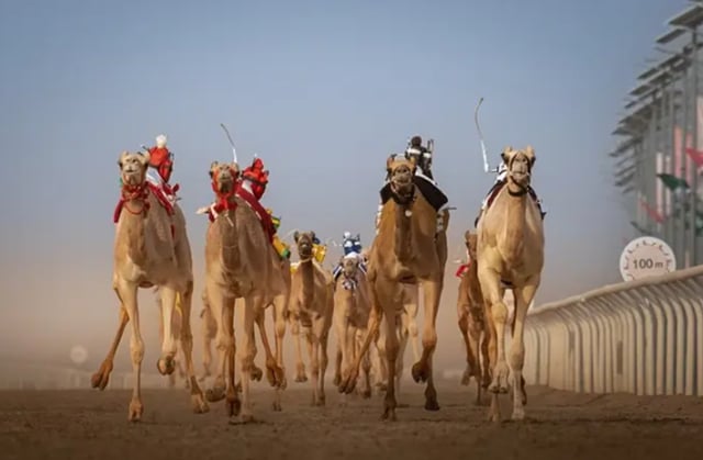 اليوم.. افتتاح النسخة الثامنة من مهرجان ولي العهد للهجن في الطائف