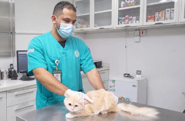 مركز وقاء بمنطقة جازان يطلق حملة لتحصين الحيوانات الأليفة ضد السعار