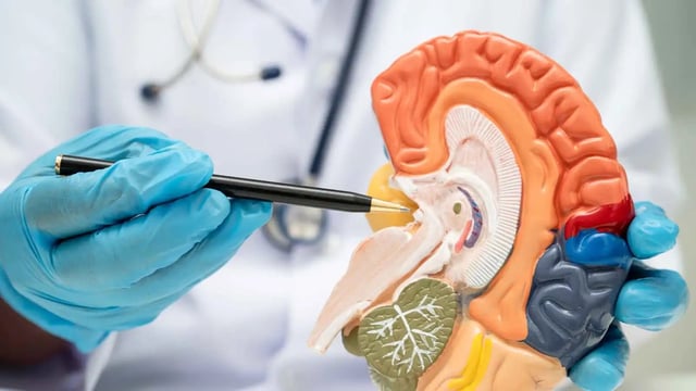 دراسة حديثة تكشف تغيرات بيولوجية في الدماغ بين 50 و75 عامًا