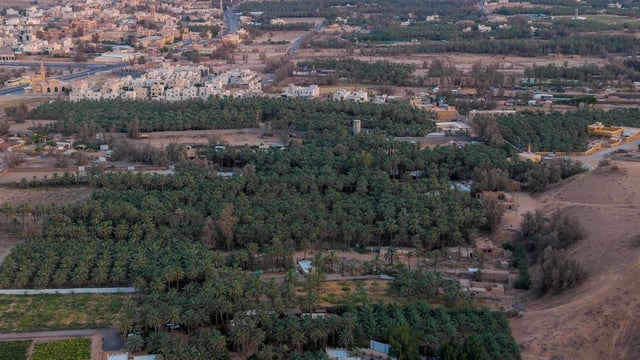 خبوب بريدة تجسد ذاكرة العلاقة بين الإنسان والأرض في القصيم