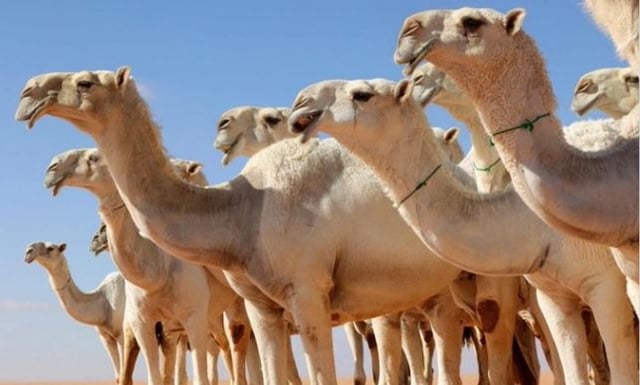«أم القرى» تنشر الضوابط التنظيمية الجديدة للمتاجرة بالإبل