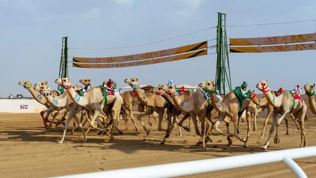 مهرجان ولي العهد للهجن.. ثماني نسخ ترسّخ إرثًا وتصنع مستقبلًا