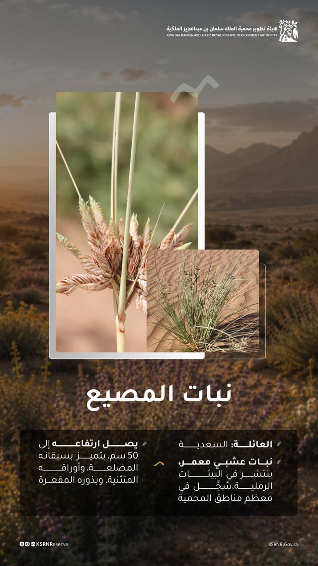 نبات المصيع يعزز التنوع البيئي في محمية الملك سلمان الملكية
