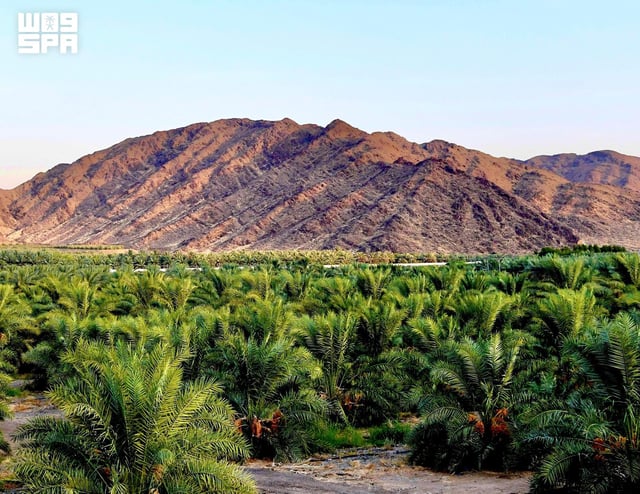 نمو قياسي للقطاع الزراعي في المدينة المنورة مدفوعًا بتعبئة وتصدير التمور