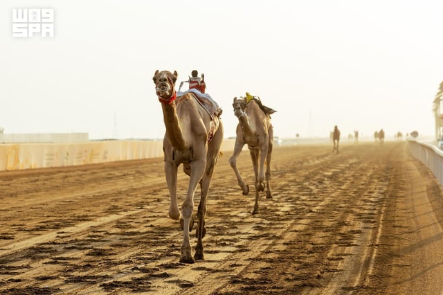 ختام مهرجان ولي العهد للهجن بالطائف يشهد تنافسًا على السيف والبندق