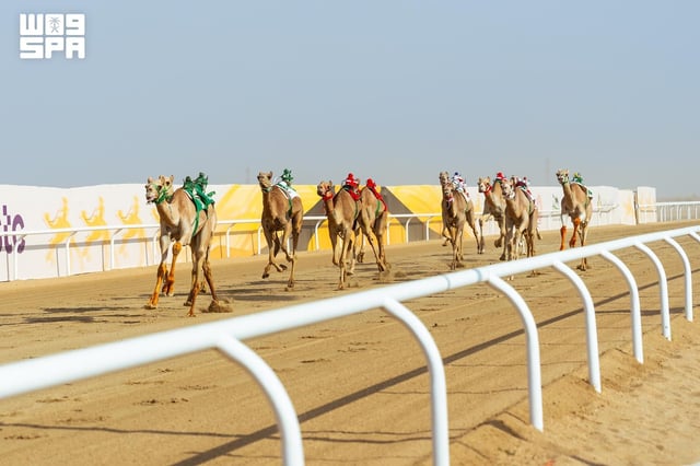 الهجن السعودية تتصدر مهرجان ولي العهد للهجن 2026 في الطائف