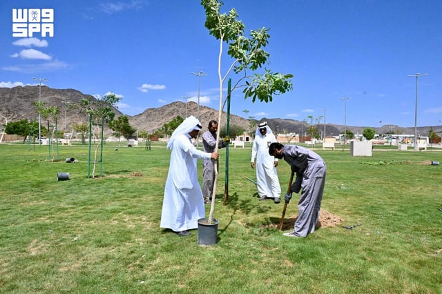 أمانة نجران تزرع أكثر من 7,000 شجرة في المرحلة الثانية من مشروع الضواحي الخضراء
