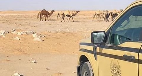 «الأمن البيئي» تضبط مواطنًا لارتكابه مخالفة رعي في محمية الملك عبدالعزيز الملكية